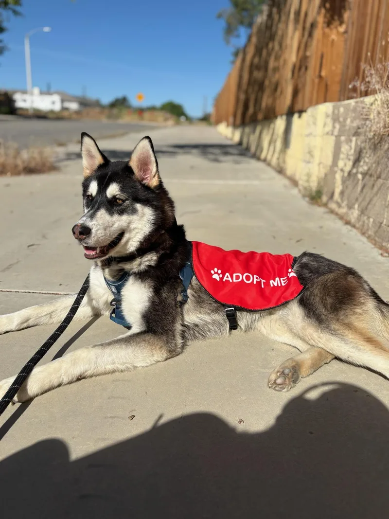 A young medium-sized female Shepherd dog named Gracie for adoption in santa monica, CA