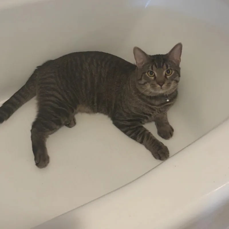 Mr. Peanut Butter thumbnail 4