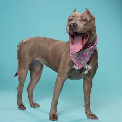 An adult medium-sized female Pit Bull Terrier dog named Aretha for adoption in Atlanta, GA