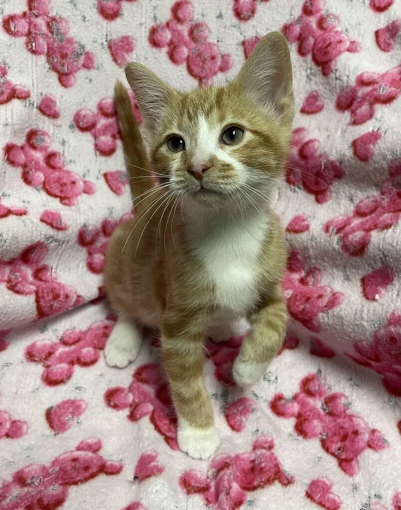 A baby small-sized male Domestic Short Hair cat named Cider for adoption in Jackson, MI