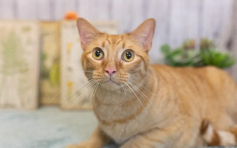 Carlisle thumbnail 2