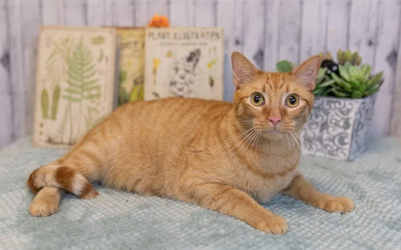 Carlisle thumbnail 3