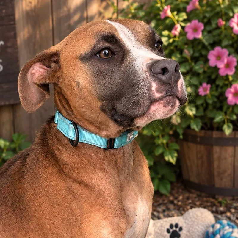 A young medium-sized male Brown / Chocolate Boxer dog named Rufus for adoption in Marshall, TX