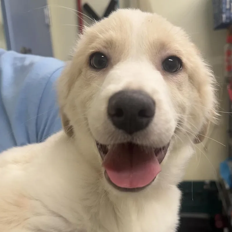 A baby small-sized male Collie dog named Elijah for adoption in Briarcliff Manor, NY