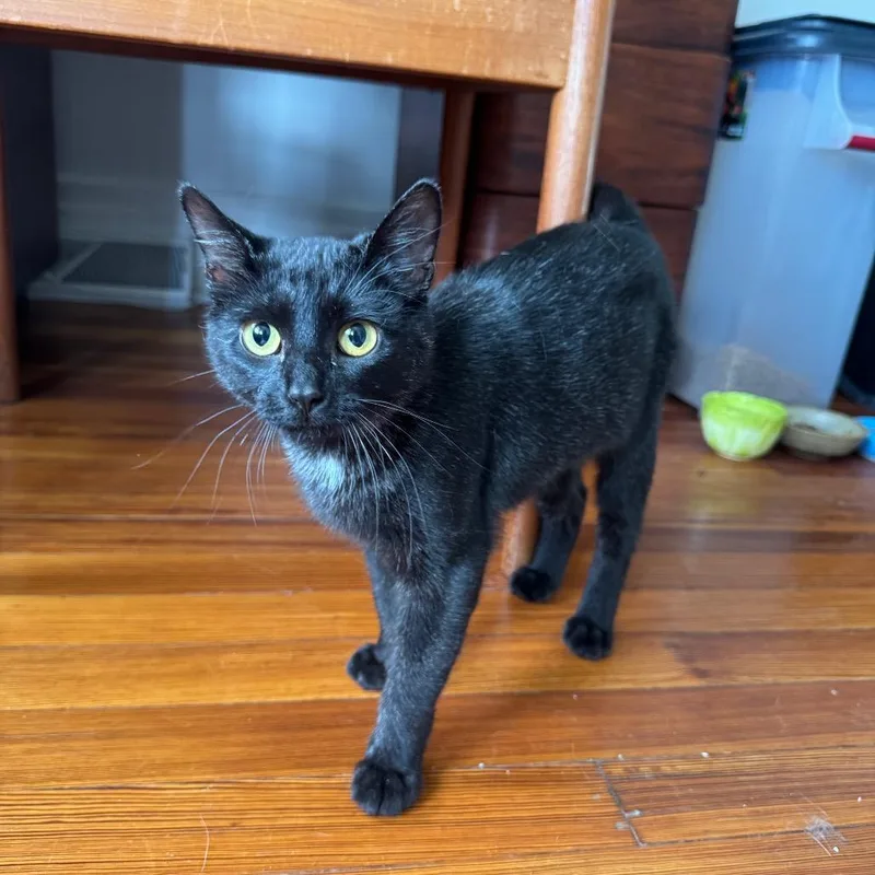 A young medium-sized female Black Domestic Short Hair cat named Bandit for adoption in Gibsonia, PA