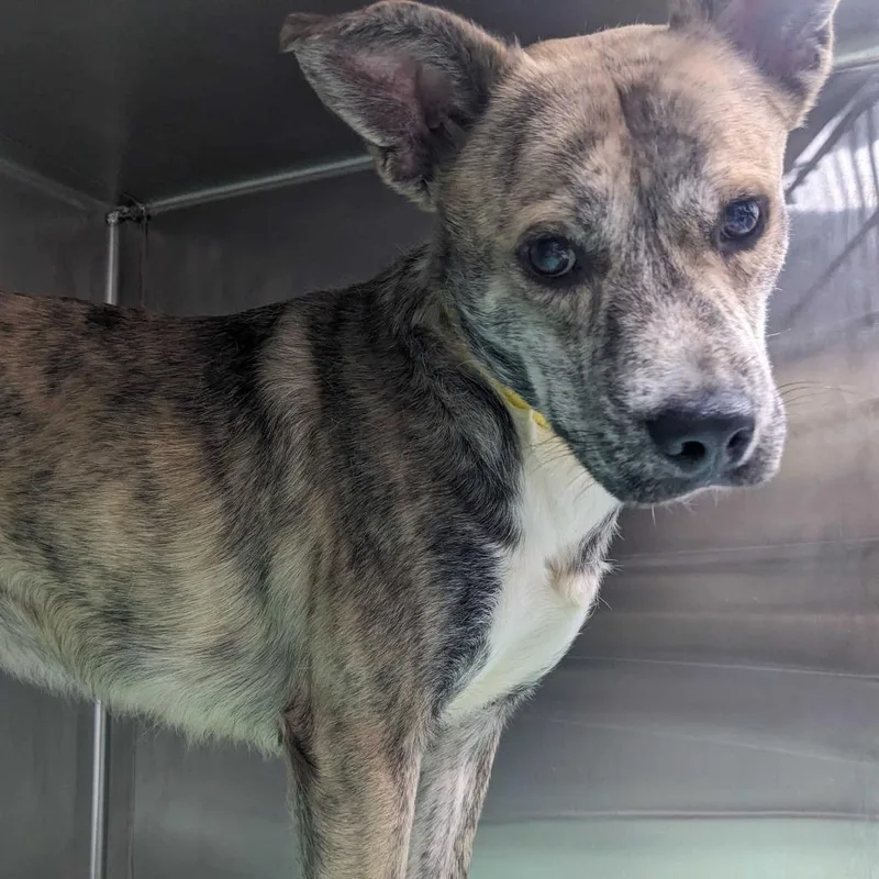 An adult medium-sized male Brindle Catahoula Leopard Dog dog named Dede for adoption in Calverton, NY