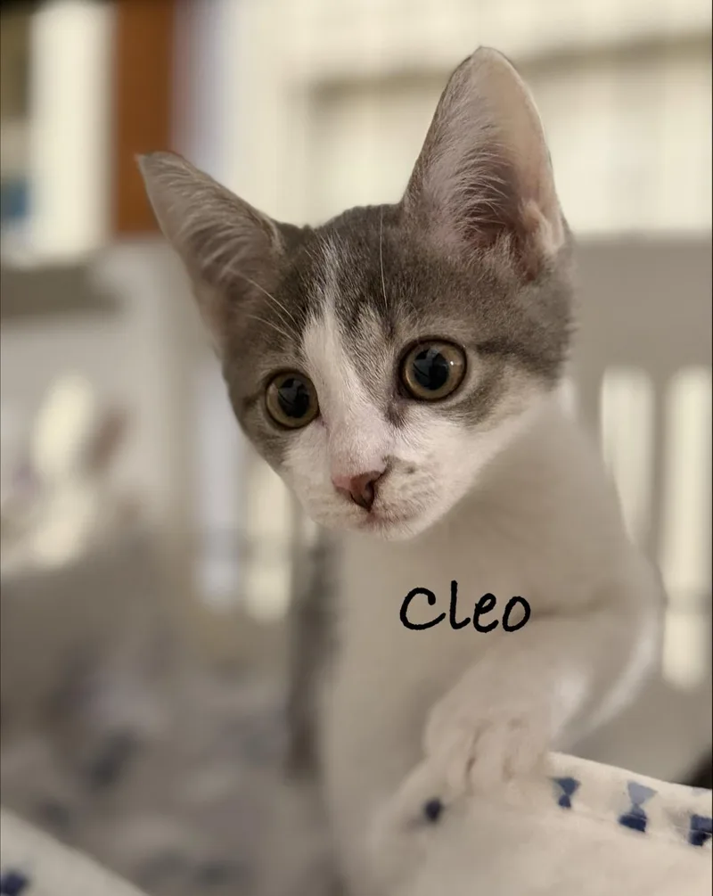 A baby medium-sized female Gray & White Domestic Short Hair cat named Cleo for adoption in Pawleys Island, SC