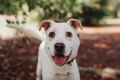 A young medium-sized male Shepherd dog named A Heinz for adoption in North Charleston, SC