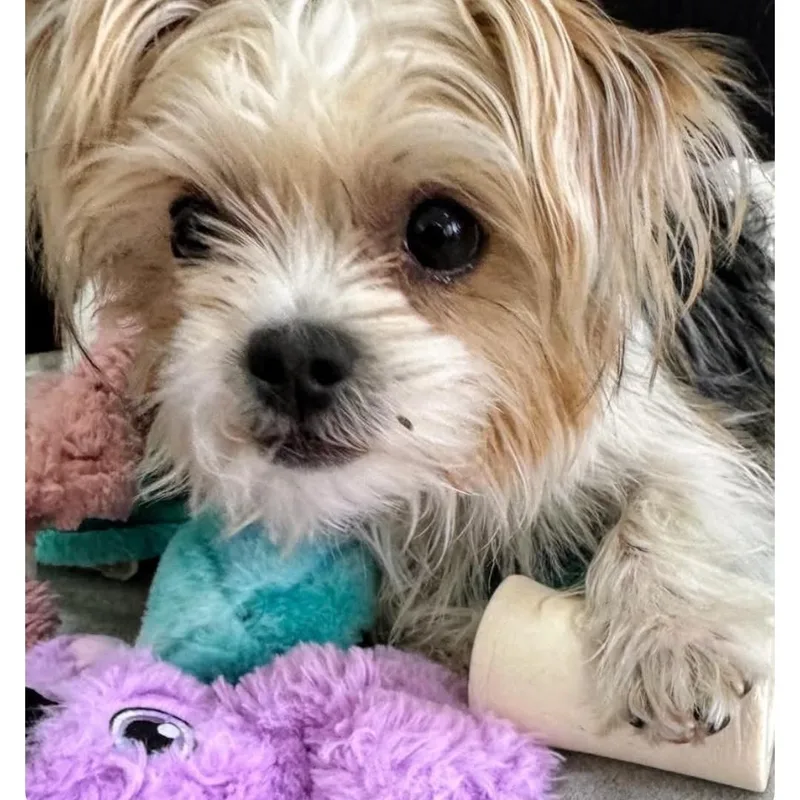 An adult small-sized male Tricolor (Brown, Black, & White) Shih Tzu dog named OliverFinnegan for adoption in Wever, IA