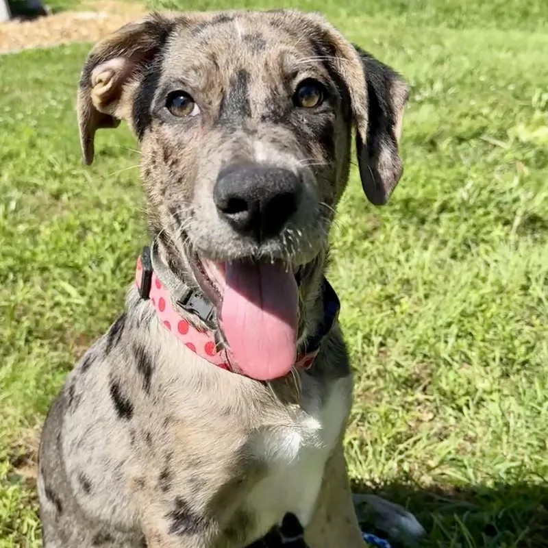 A baby large-sized male Gray / Blue / Silver Catahoula Leopard Dog dog named Mort K for adoption in Union, MO