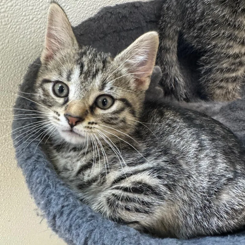 A baby small-sized male Brown / Chocolate Domestic Short Hair cat named Sunflower for adoption in Shinnston, WV