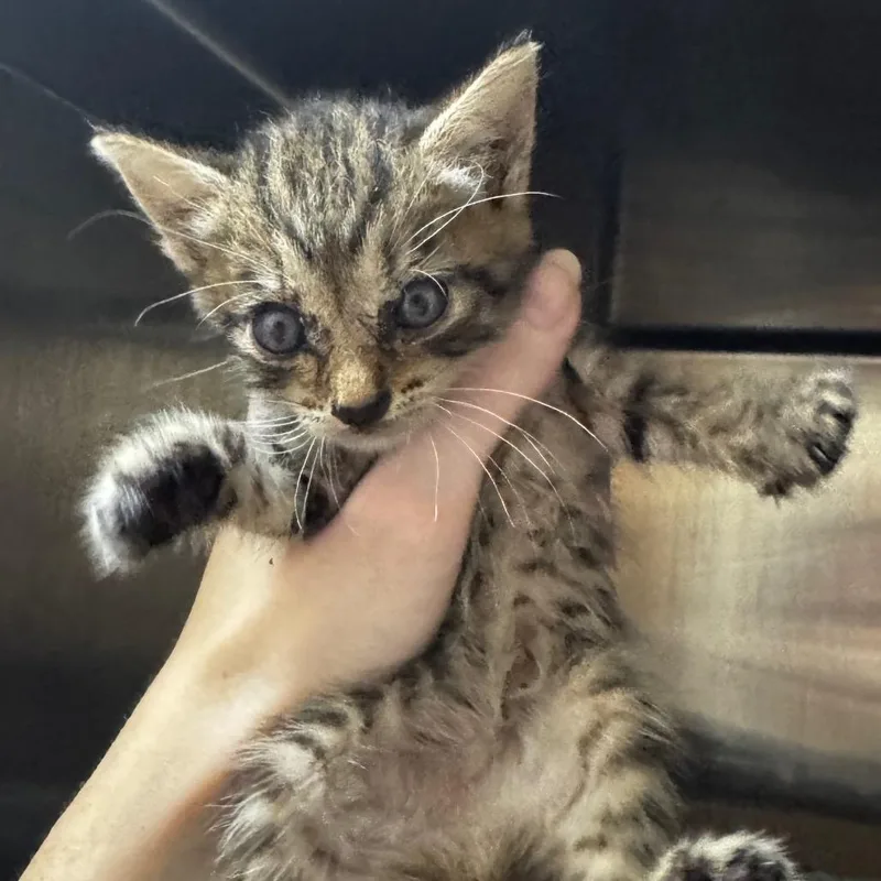 A baby small-sized female Brown / Chocolate Domestic Short Hair cat named Flotsam for adoption in Middleburg, FL