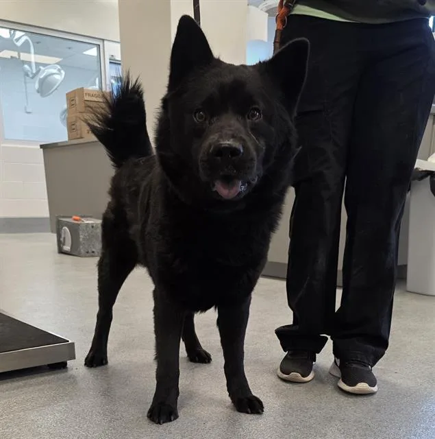 A young medium-sized male Chow Chow dog named Sammi for adoption in Indianapolis, IN