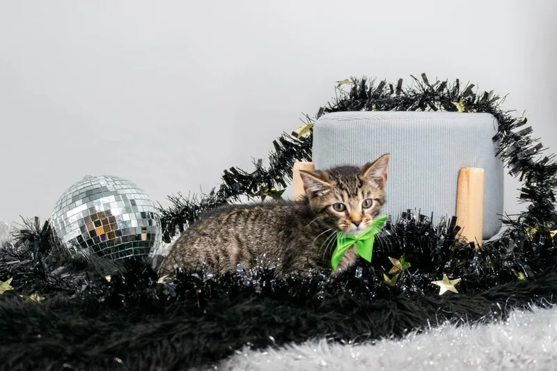 A baby small-sized male Tabby (Brown / Chocolate) Domestic Short Hair cat named Fudd for adoption in Sevierville, TN