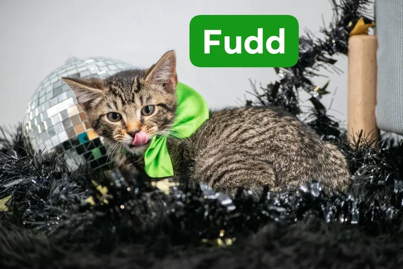 Fudd thumbnail 4