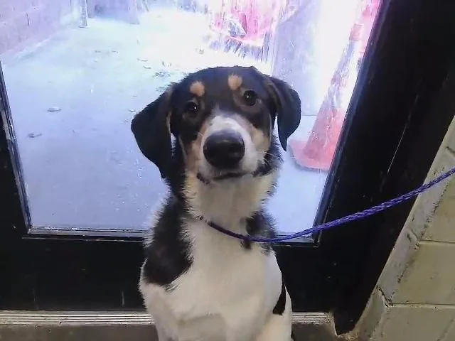 A young medium-sized female Australian Shepherd dog named Bailey for adoption in Tulsa, OK