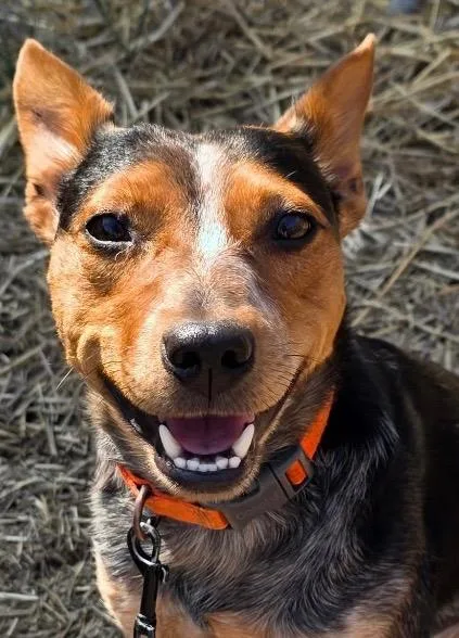 A young medium-sized female Bluetick Coonhound dog named Leila for adoption in Saginaw, MI