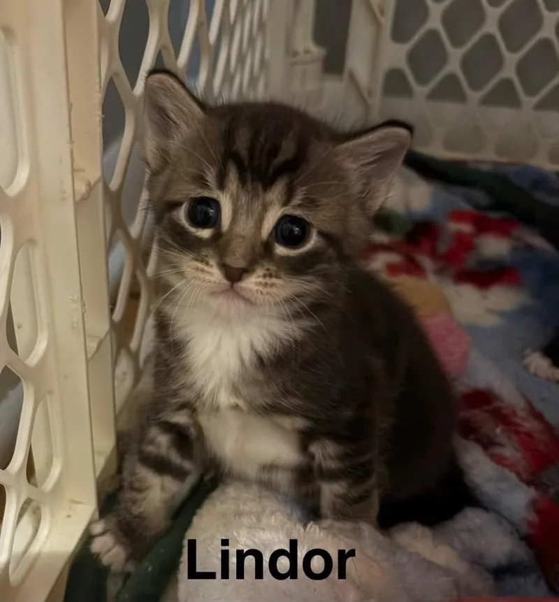 Lindor thumbnail 2