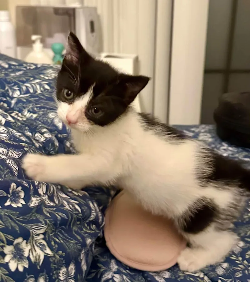 A baby medium-sized male Domestic Short Hair cat named Mambo for adoption in Newark, NJ