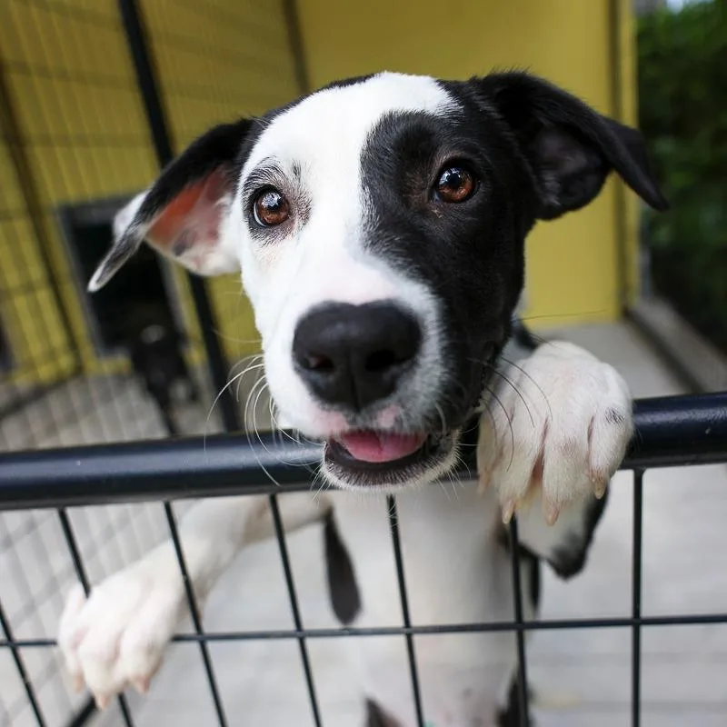 A baby medium-sized female Black Mixed Breed dog named Abit for adoption in Bradenton, FL