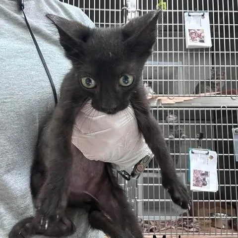 A baby small-sized male Black Domestic Short Hair cat named Rambo for adoption in Bastrop, TX