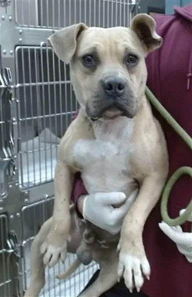 A young medium-sized male Pit Bull Terrier dog named Pete for adoption in Salinas, CA