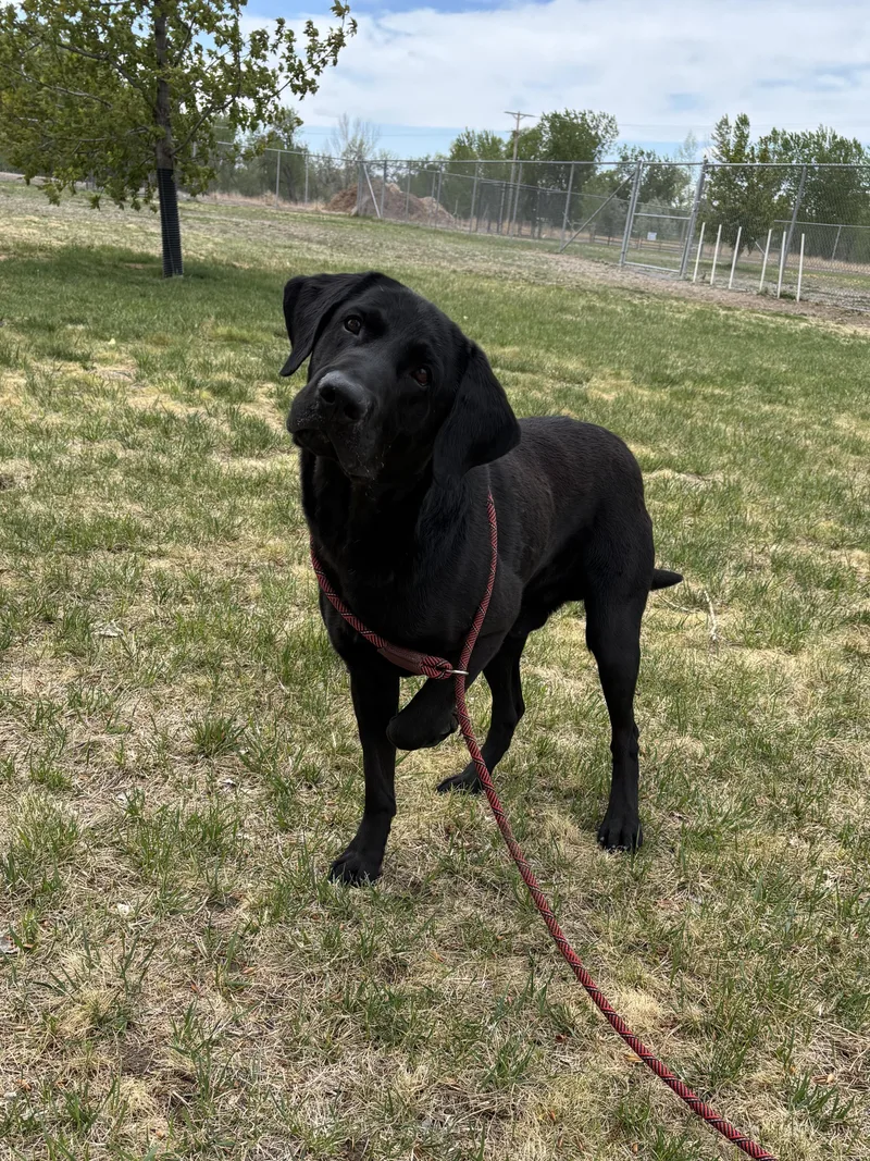 Zeus