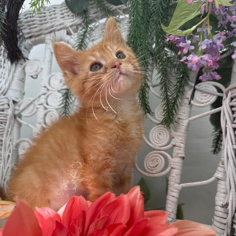 A baby small-sized female Orange / Red Domestic Short Hair cat named Little Star for adoption in Eaton Rapids, MI