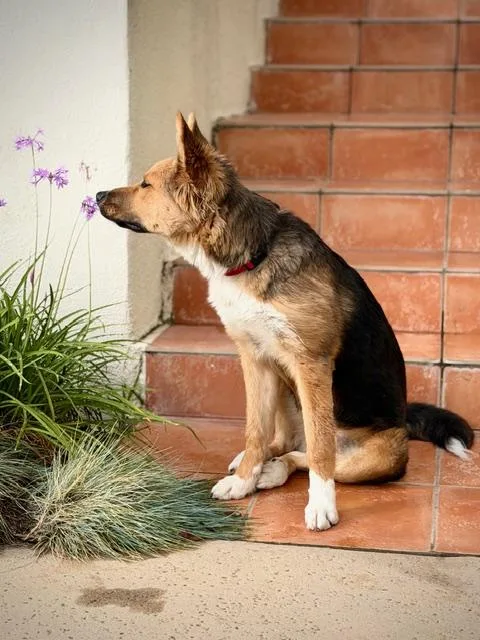 Billie~ Collie Mix Puppy thumbnail 2