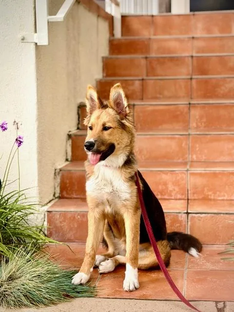 Billie~ Collie Mix Puppy thumbnail 3