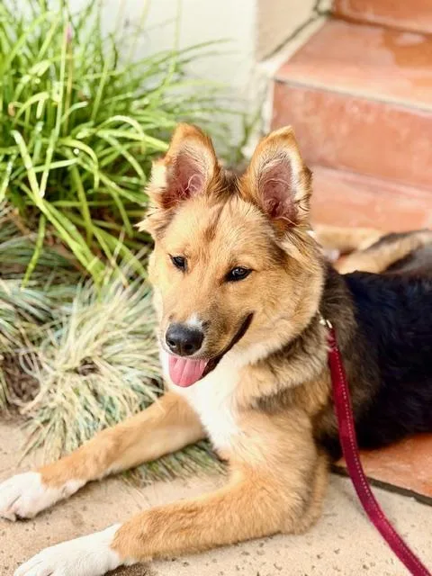 Billie~ Collie Mix Puppy thumbnail 4