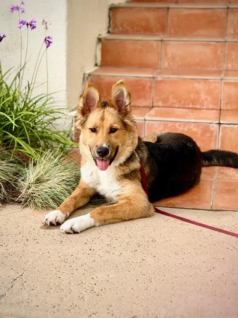 Billie~ Collie Mix Puppy thumbnail 5