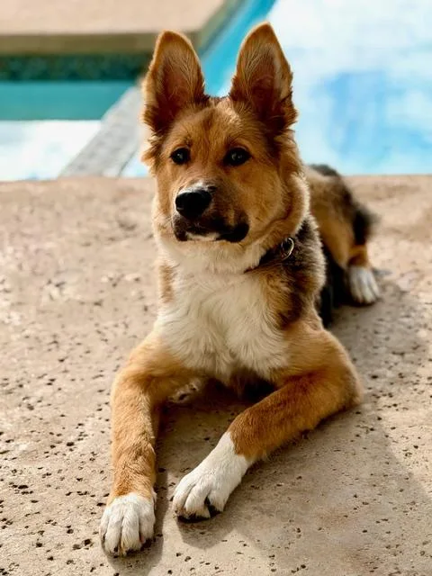 Billie~ Collie Mix Puppy