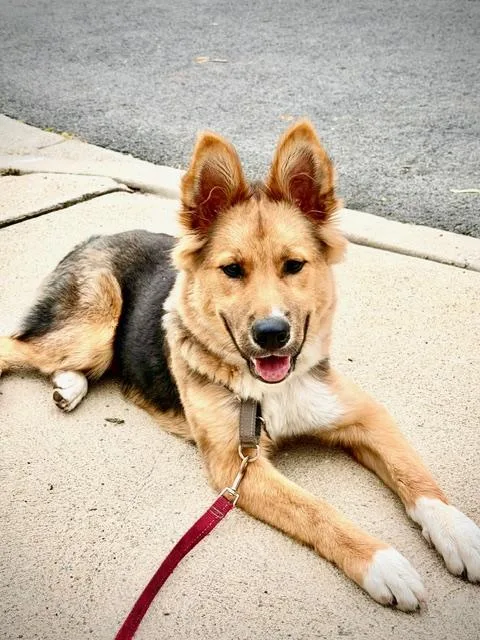 Billie~ Collie Mix Puppy thumbnail 6