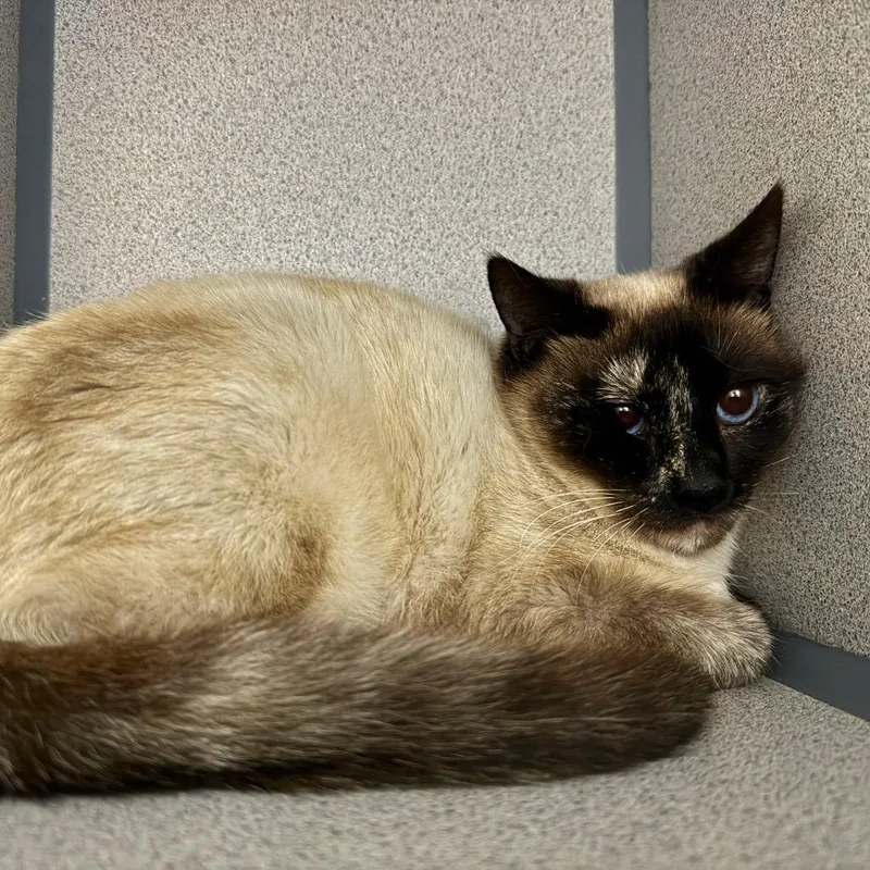 Shiitake thumbnail 2