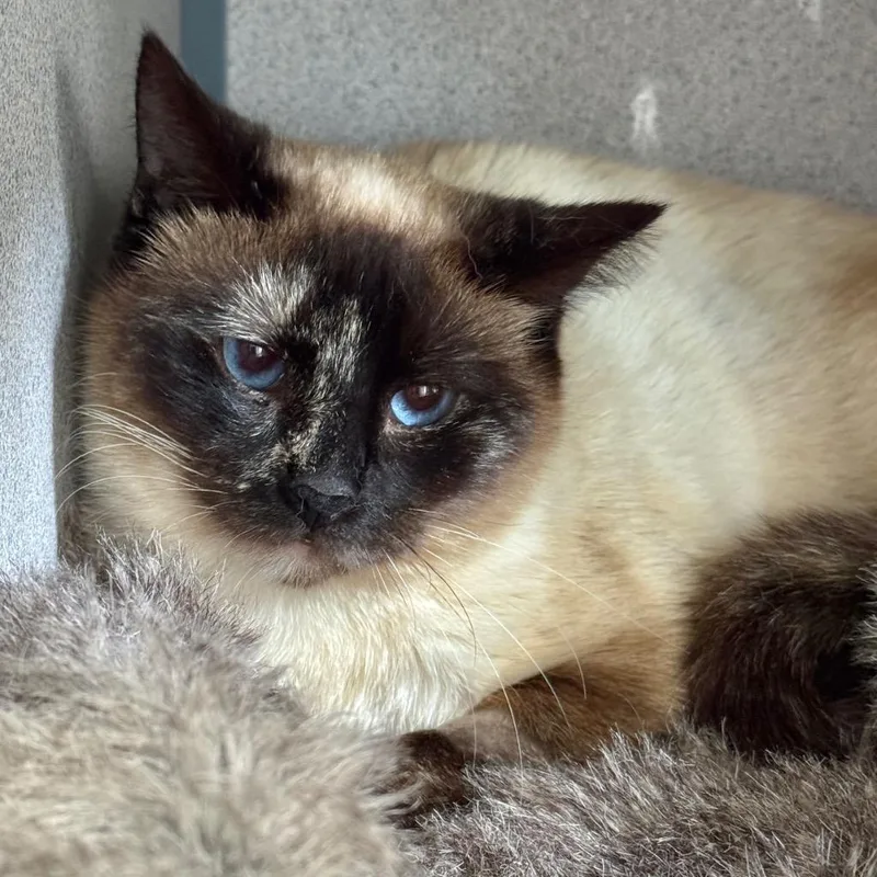 Shiitake thumbnail 3