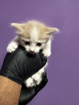 A baby small-sized male Orange / Red Domestic Medium Hair cat named 60852305 for adoption in El Paso, TX