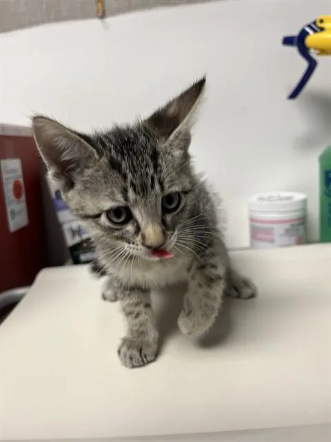 A baby small-sized male Tabby (Gray / Blue / Silver) Domestic Short Hair cat named Chad A for adoption in San Andreas, CA