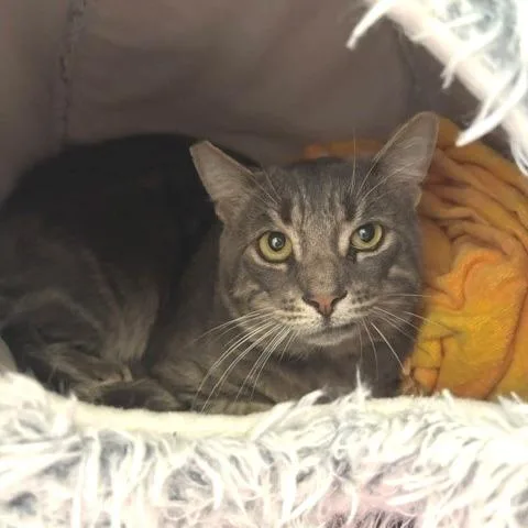 An adult large-sized male Gray / Blue / Silver Domestic Short Hair cat named Mikey for adoption in Hawthorne, CA