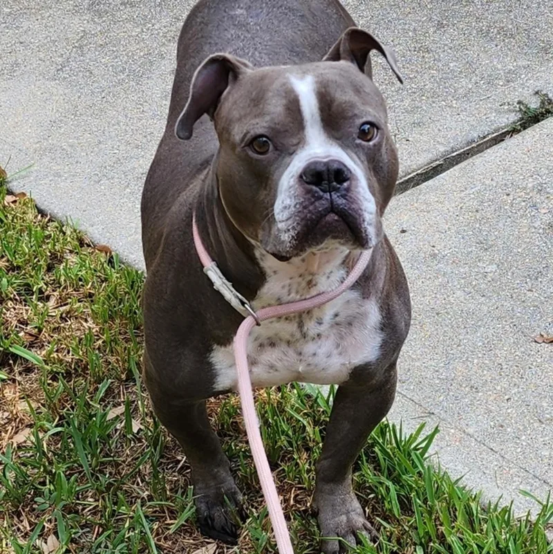 Hershey