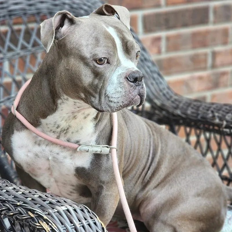Hershey thumbnail 2