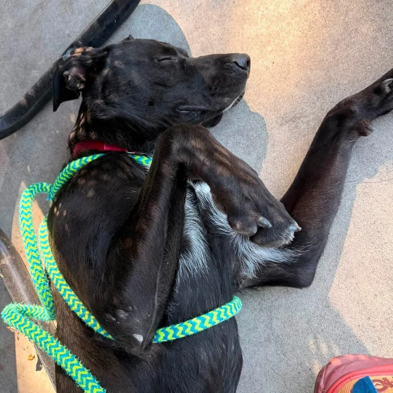 A young large-sized male Cane Corso dog named Wilder for adoption in Fargo, ND