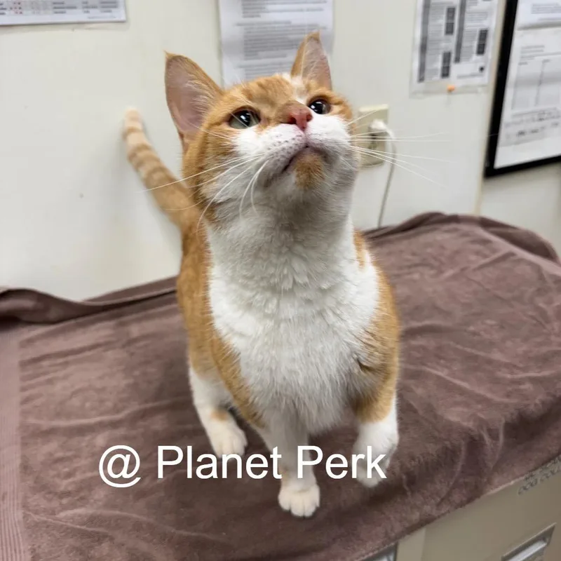 An adult large-sized male Domestic Short Hair cat named Nemo for adoption in Oshkosh, WI