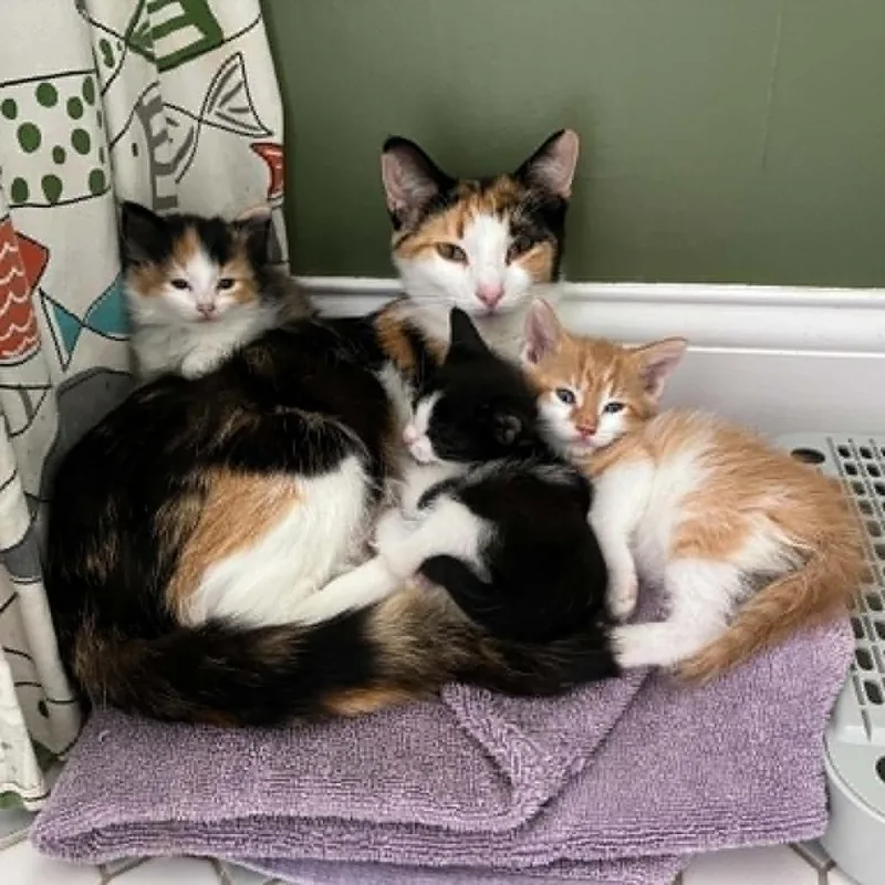 An adult medium-sized female Calico Domestic Short Hair cat named Lemonade for adoption in West Olive, MI