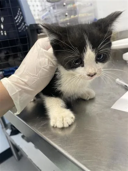 A baby small-sized female Domestic Short Hair cat named Bee for adoption in West Chester, PA