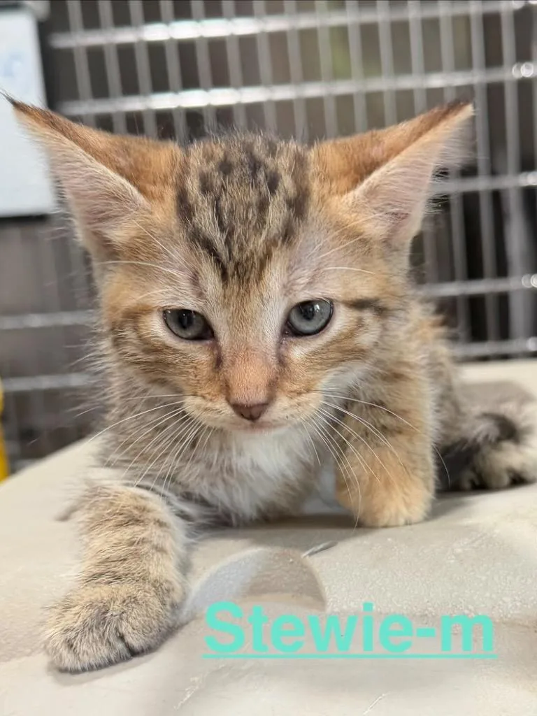 Stewie