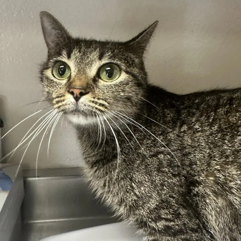Lola