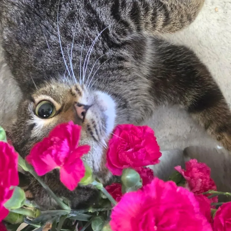 Lola thumbnail 3