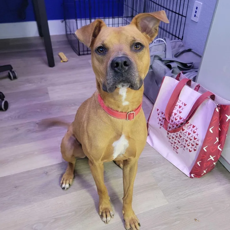An adult medium-sized female Red / Chestnut / Orange Boxer dog named Sundance for adoption in Waco, TX