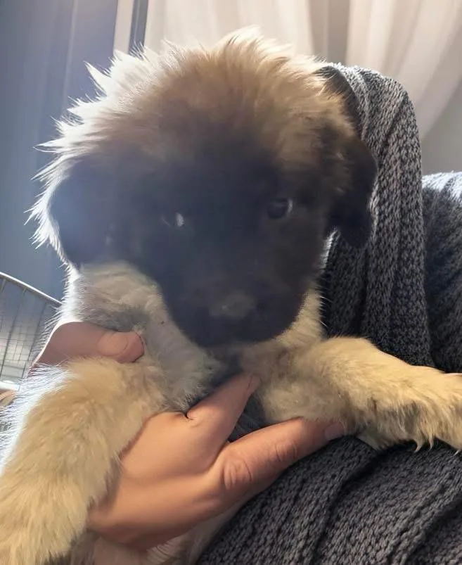 A baby small-sized male Brown / Chocolate Shih Tzu dog named Pauly for adoption in Woodbury, NJ